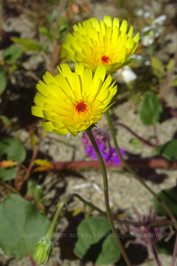 desert dandelion (Malacothrix glabrata) [Coyote Canyon Road, Anza-Borrego Desert State Park, San Diego County, California]