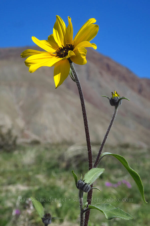 showy/snowy sunflower (Helianthus niveus) [Coyote Canyon Road, Anza-Borrego Desert State Park, San Diego County, California]
