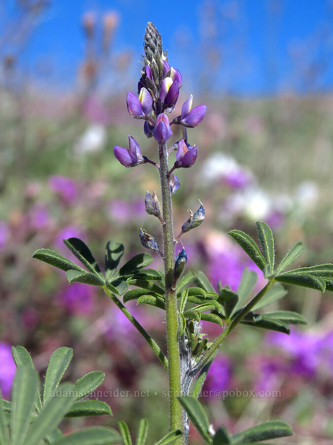 Arizona lupine (Lupinus arizonicus) [east of Coyote Canyon Road, Anza-Borrego Desert State Park, San Diego County, California]