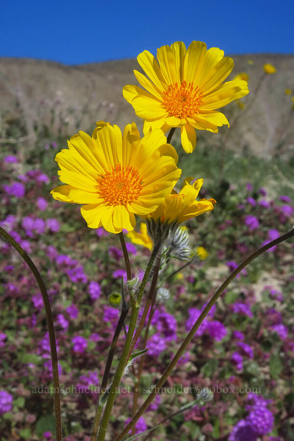 desert sunflowers (Geraea canescens) [east of Coyote Canyon Road, Anza-Borrego Desert State Park, San Diego County, California]