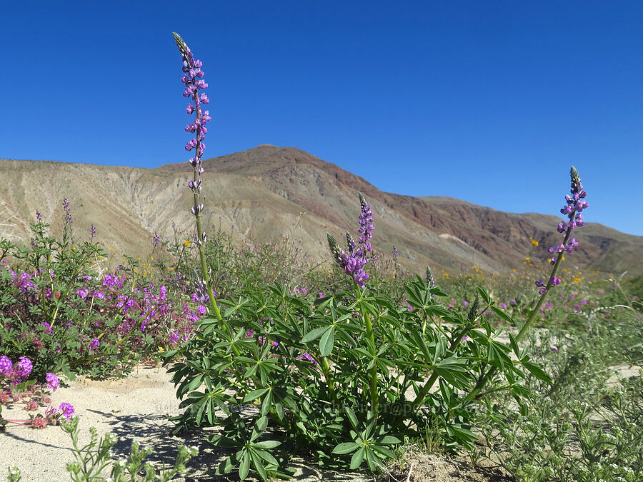 Arizona lupine (Lupinus arizonicus) [east of Coyote Canyon Road, Anza-Borrego Desert State Park, San Diego County, California]