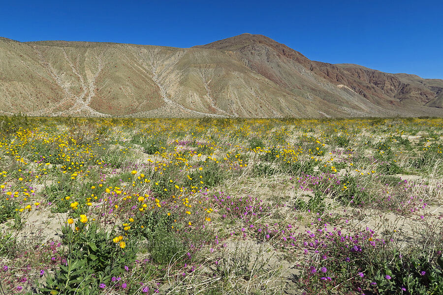 sand-verbena & desert sunflowers (Abronia villosa, Geraea canescens) [east of Coyote Canyon Road, Anza-Borrego Desert State Park, San Diego County, California]