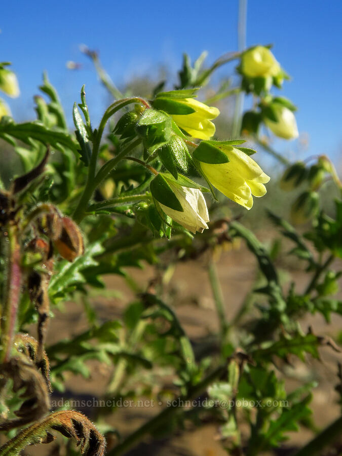 whispering bells (Emmenanthe penduliflora) [east of Coyote Canyon Road, Anza-Borrego Desert State Park, San Diego County, California]