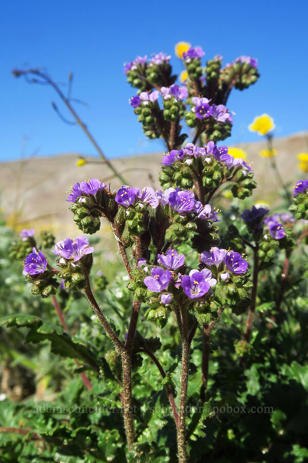 notch-leaved phacelia (Phacelia crenulata) [east of Coyote Canyon Road, Anza-Borrego Desert State Park, San Diego County, California]