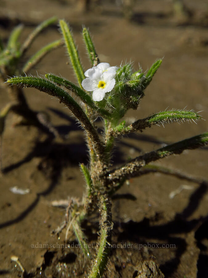 narrow-leaf cryptantha (Johnstonella angustifolia (Cryptantha angustifolia)) [east of Coyote Canyon Road, Anza-Borrego Desert State Park, San Diego County, California]