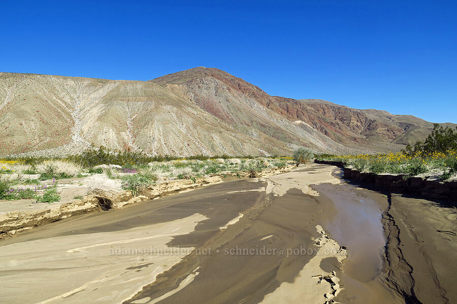 Coyote Mountain and a wet wash [east of Coyote Canyon Road, Anza-Borrego Desert State Park, San Diego County, California]