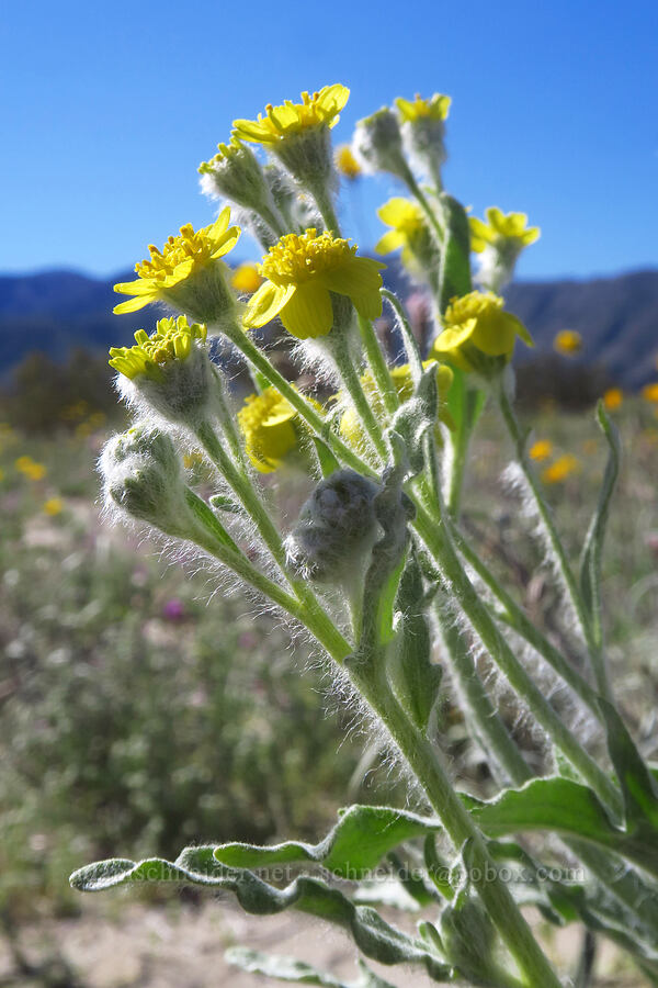 laxflower (Colorado desert marigold) (Baileya pauciradiata) [east of Coyote Canyon Road, Anza-Borrego Desert State Park, San Diego County, California]