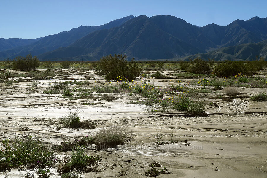 mud & mountains [east of Coyote Canyon Road, Anza-Borrego Desert State Park, San Diego County, California]