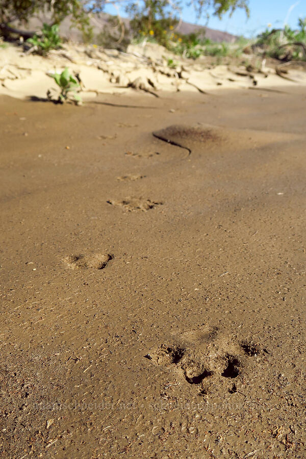 coyote tracks (Canis latrans) [east of Coyote Canyon Road, Anza-Borrego Desert State Park, San Diego County, California]