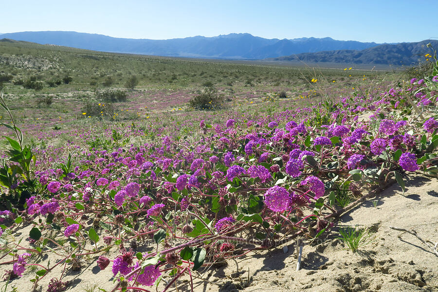 desert sand-verbena (Abronia villosa) [County Road S22, Anza-Borrego Desert State Park, San Diego County, California]
