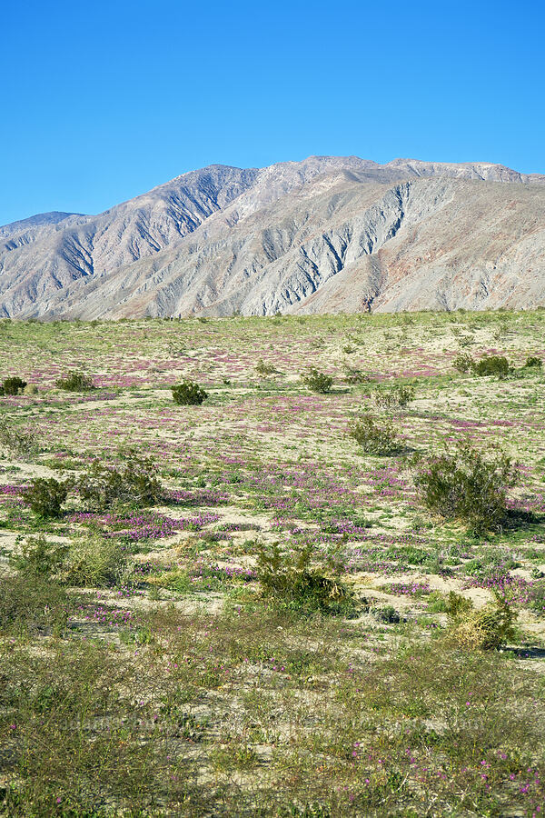 desert sand-verbena (Abronia villosa) [County Road S22, Anza-Borrego Desert State Park, San Diego County, California]