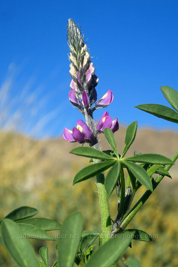 Arizona lupine (Lupinus arizonicus) [Villager Peak Trail, Anza-Borrego Desert State Park, San Diego County, California]