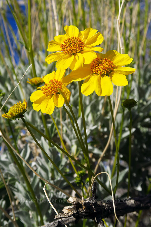 brittlebush (Encelia farinosa) [Villager Peak Trail, Anza-Borrego Desert State Park, San Diego County, California]