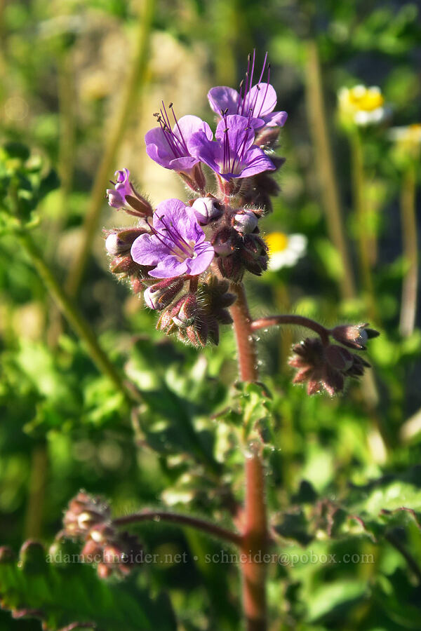 notch-leaved phacelia (Phacelia crenulata) [Villager Peak Trail, Anza-Borrego Desert State Park, San Diego County, California]
