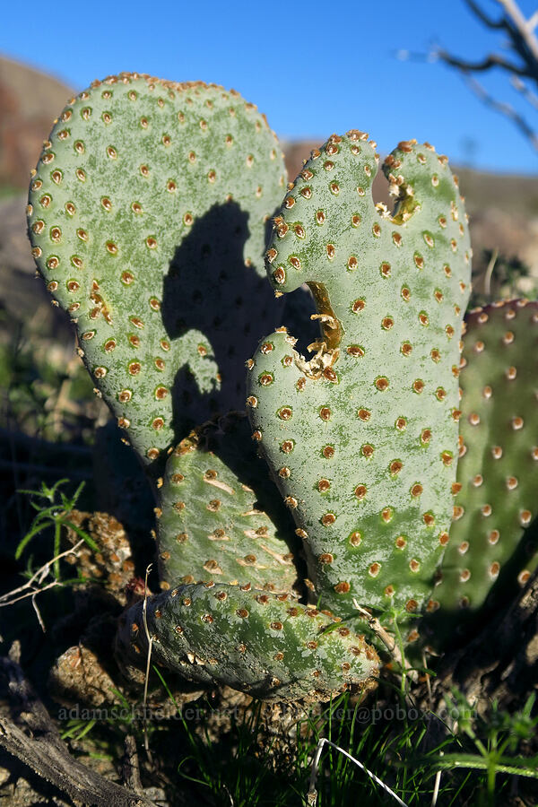 beaver-tail prickly-pear cactus (Opuntia basilaris var. basilaris) [Villager Peak Trail, Anza-Borrego Desert State Park, San Diego County, California]
