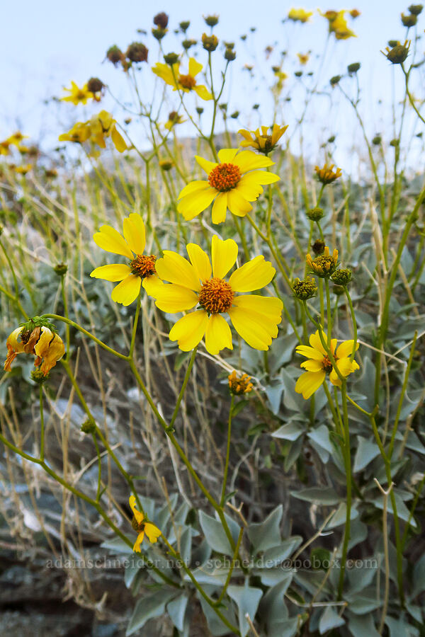 brittlebush (Encelia farinosa) [Rattlesnake Canyon, Anza-Borrego Desert State Park, San Diego County, California]