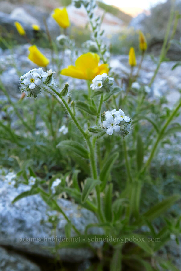 cryptantha & poppies (Cryptantha sp., Eschscholzia parishii) [Rattlesnake Canyon, Anza-Borrego Desert State Park, San Diego County, California]