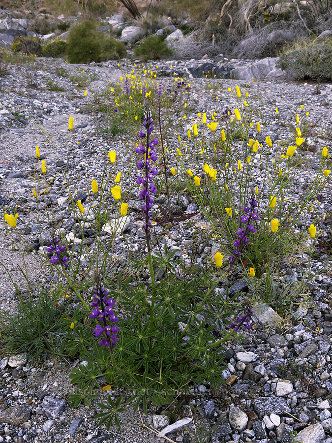 Arizona lupine & Parish's poppy (Lupinus arizonicus, Eschscholzia parishii) [Rattlesnake Canyon, Anza-Borrego Desert State Park, San Diego County, California]