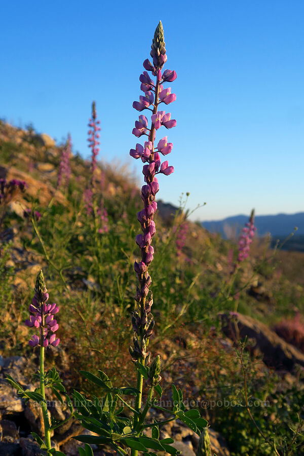 Arizona lupine (Lupinus arizonicus) [east of Rattlesnake Canyon, Anza-Borrego Desert State Park, San Diego County, California]