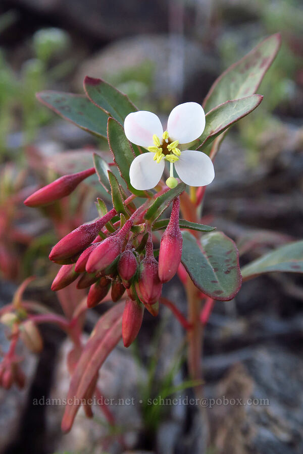 Booth's sun-cup (woody bottle-washer) (Eremothera boothii (Camissonia boothii)) [east of Rattlesnake Canyon, Anza-Borrego Desert State Park, San Diego County, California]