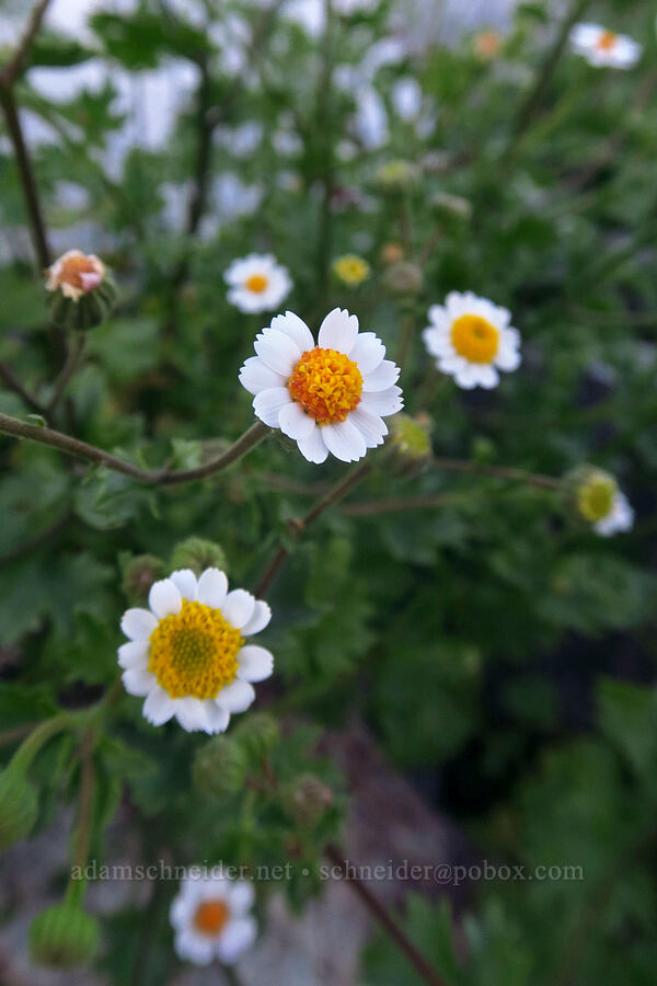 Emory's rock-daisy (Perityle emoryi) [east of Rattlesnake Canyon, Anza-Borrego Desert State Park, San Diego County, California]
