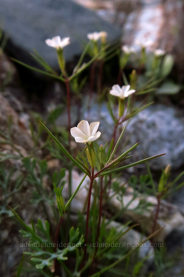 Jones' linanthus (Linanthus jonesii) [east of Rattlesnake Canyon, Anza-Borrego Desert State Park, San Diego County, California]