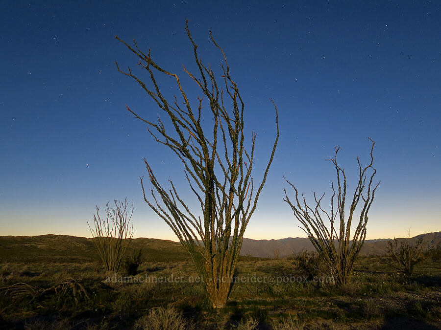 ocotillo in the moonlight (Fouquieria splendens) [Villager Peak Trail, Anza-Borrego Desert State Park, San Diego County, California]