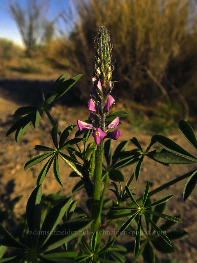 lupine in moonlight (Lupinus arizonicus) [Villager Peak Trail, Anza-Borrego Desert State Park, San Diego County, California]