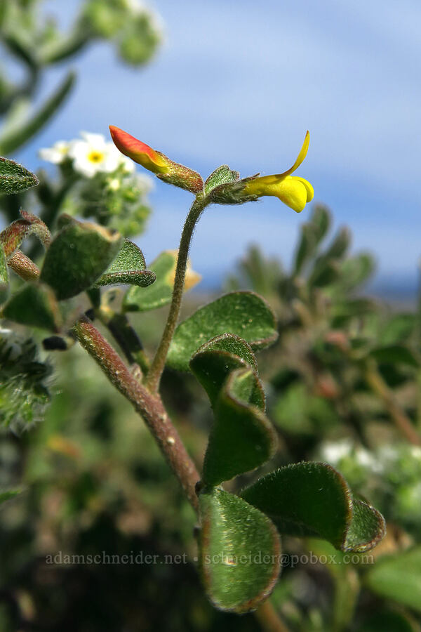 Bishop's lotus (Acmispon strigosus (Lotus strigosus)) [Buttes Pass Road, Anza-Borrego Desert State Park, San Diego County, California]