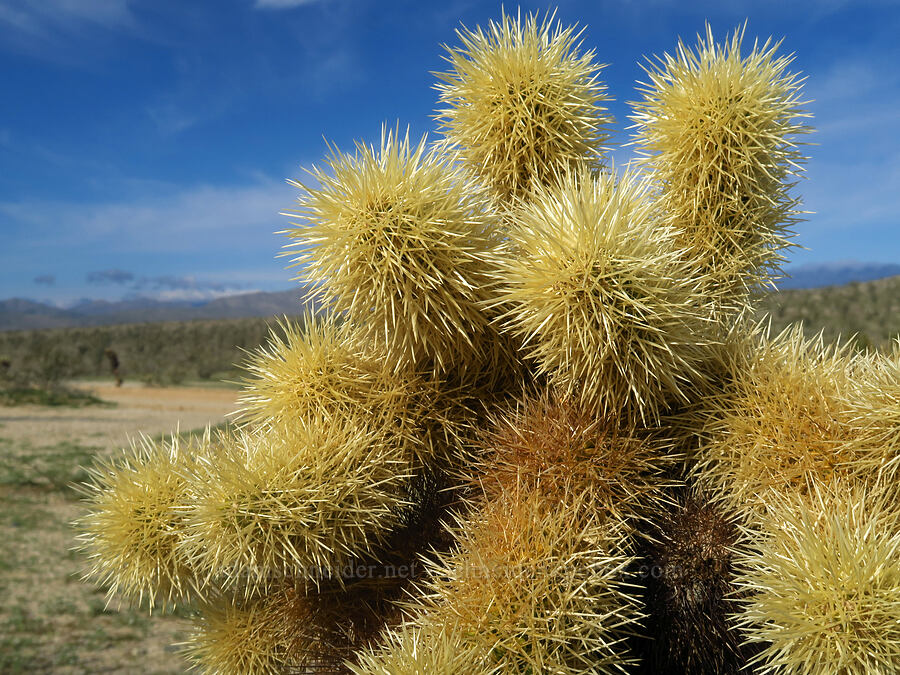 teddy-bear cholla (Cylindropuntia bigelovii (Opuntia bigelovii)) [Buttes Pass Road, Anza-Borrego Desert State Park, San Diego County, California]