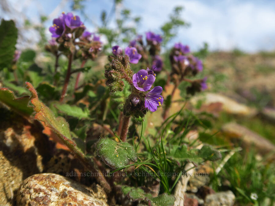 little-flowered heliotrope phacelia (Phacelia crenulata var. minutiflora) [The Slot, Anza-Borrego Desert State Park, San Diego County, California]