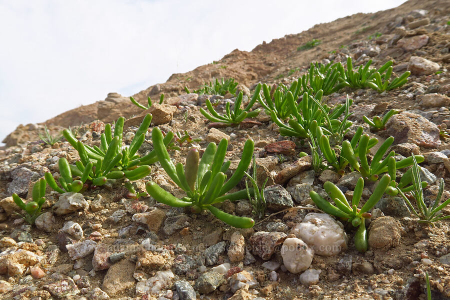 desert pussypaws leaves (Cistanthe ambigua (Calandrinia ambigua)) [Borrego Badlands, Anza-Borrego Desert State Park, San Diego County, California]