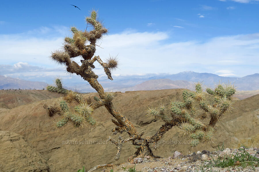 Gander's cholla (Cylindropuntia ganderi (Opuntia ganderi)) [Borrego Badlands, Anza-Borrego Desert State Park, San Diego County, California]