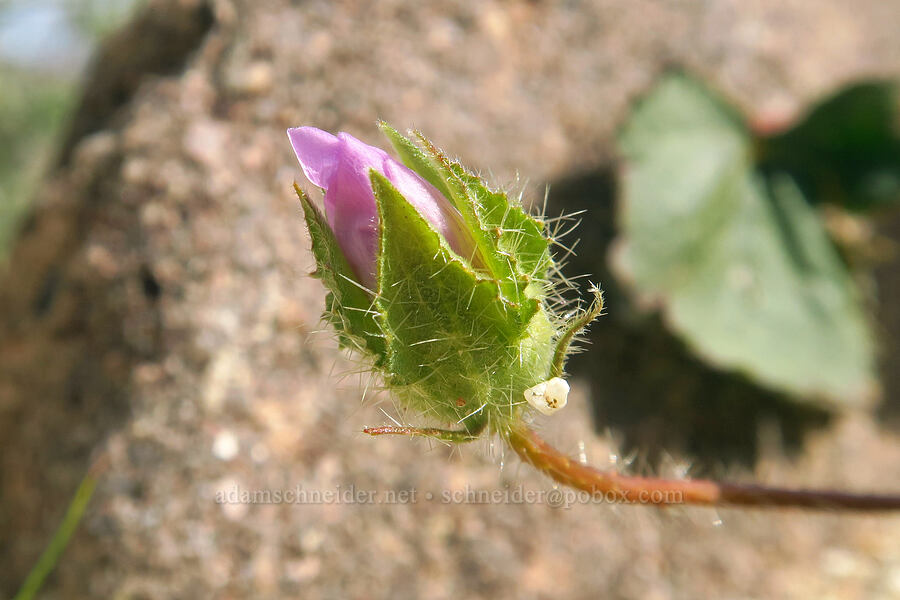 desert five-spot, budding (Eremalche rotundifolia) [Discovery Center Nature Trail, Ocotillo Wells SVRA, San Diego County, California]