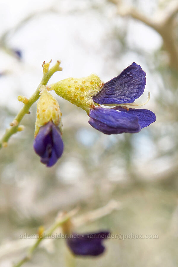 indigo bush (Schott's dalea) (Psorothamnus schottii (Dalea schottii)) [Discovery Center Nature Trail, Ocotillo Wells SVRA, San Diego County, California]