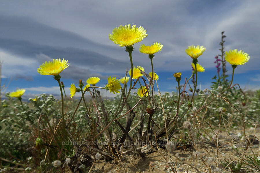 desert dandelion (Malacothrix glabrata) [south of East Butte, Ocotillo Wells SVRA, San Diego County, California]