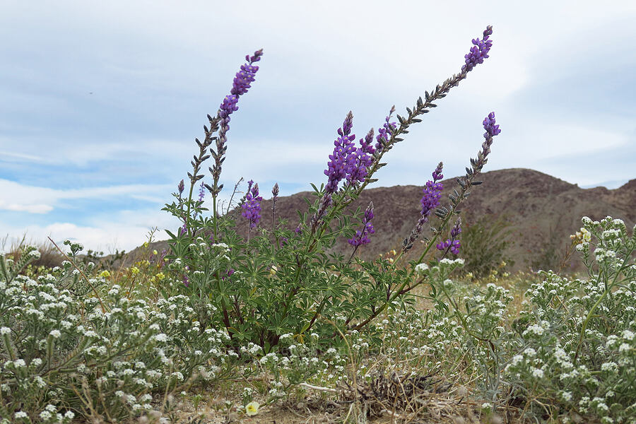 Arizona lupine & cryptantha (Lupinus arizonicus, Cryptantha sp.) [south of East Butte, Ocotillo Wells SVRA, San Diego County, California]