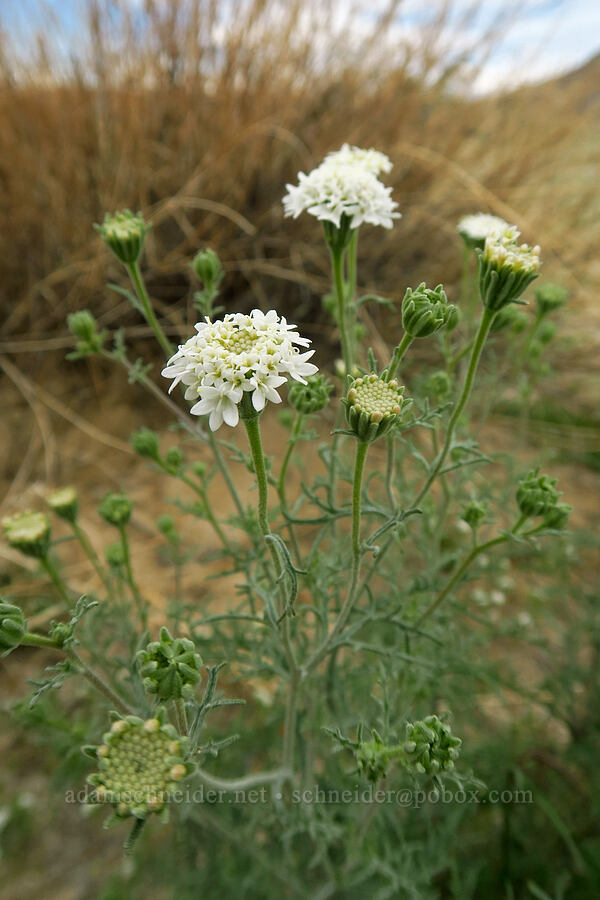 desert pincushion (Chaenactis stevioides) [south of East Butte, Ocotillo Wells SVRA, San Diego County, California]