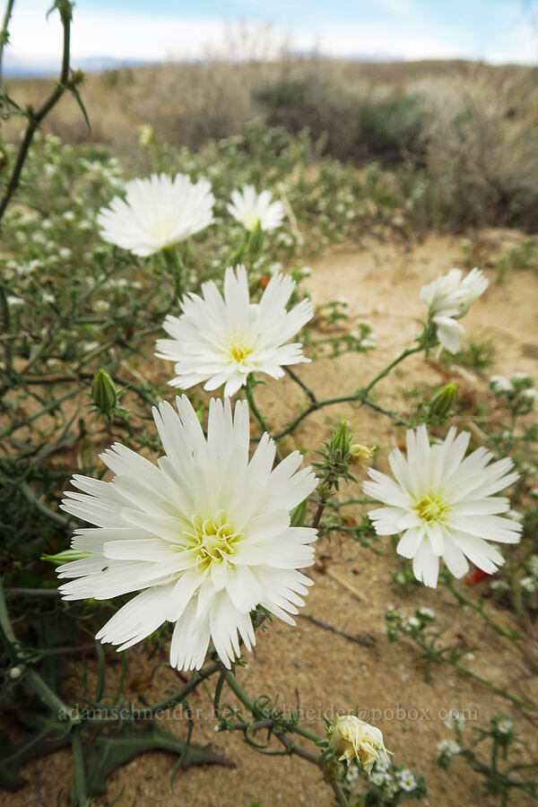 desert chicory (Rafinesquia neomexicana) [south of East Butte, Ocotillo Wells SVRA, San Diego County, California]