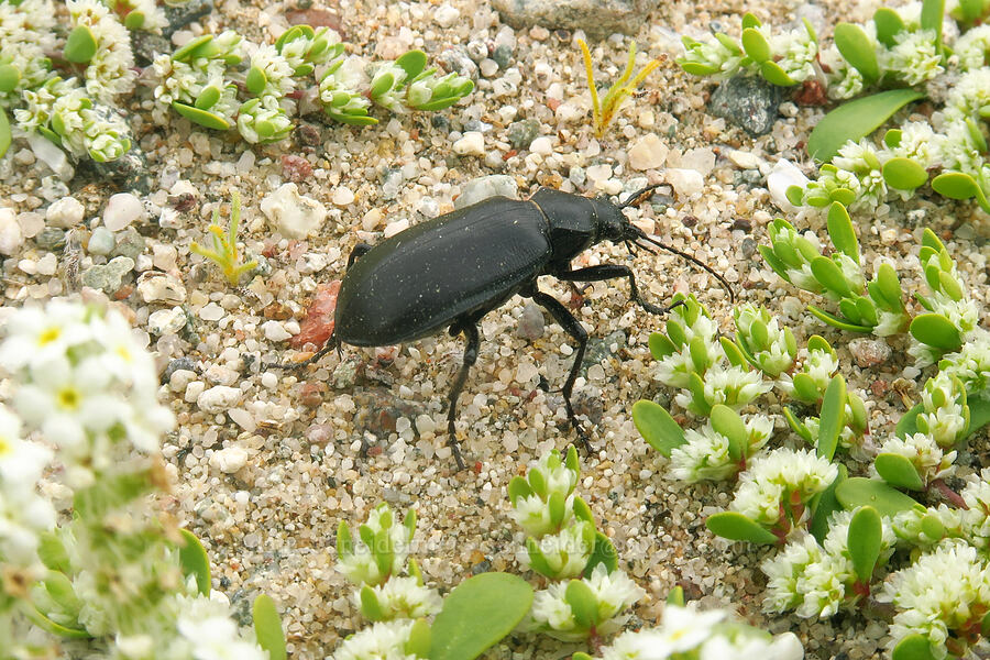 ground beetle (Calosoma parvicolle) [south of East Butte, Ocotillo Wells SVRA, San Diego County, California]