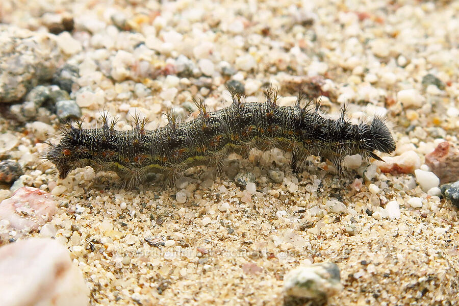 red admiral caterpillar (Vanessa atalanta) [south of East Butte, Ocotillo Wells SVRA, San Diego County, California]
