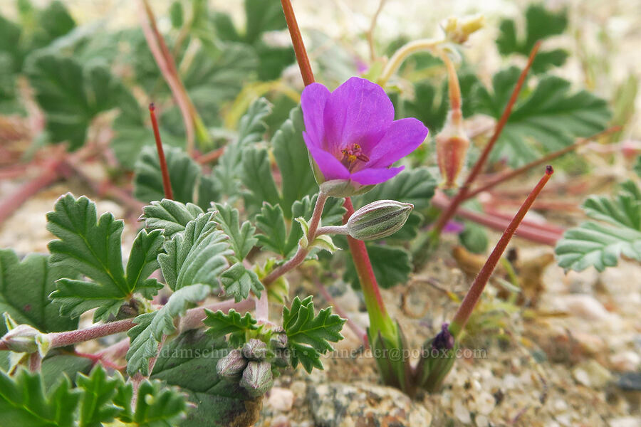 Texas filaree (Erodium texanum) [south of East Butte, Ocotillo Wells SVRA, San Diego County, California]