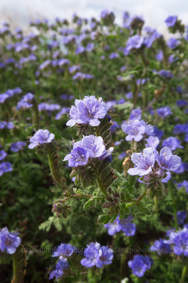 distant phacelia (Phacelia distans) [south of East Butte, Ocotillo Wells SVRA, San Diego County, California]