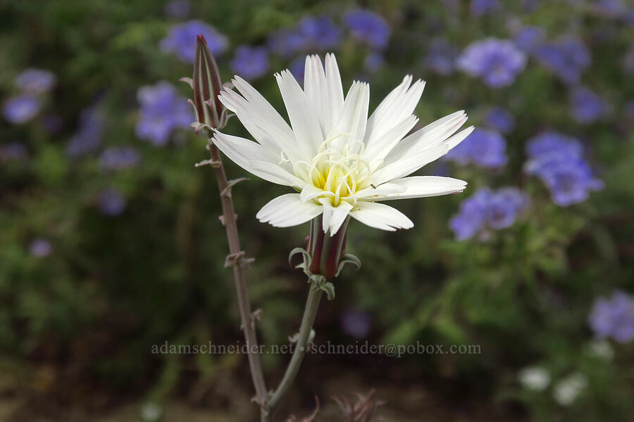 desert chicory (Rafinesquia neomexicana) [south of East Butte, Ocotillo Wells SVRA, San Diego County, California]