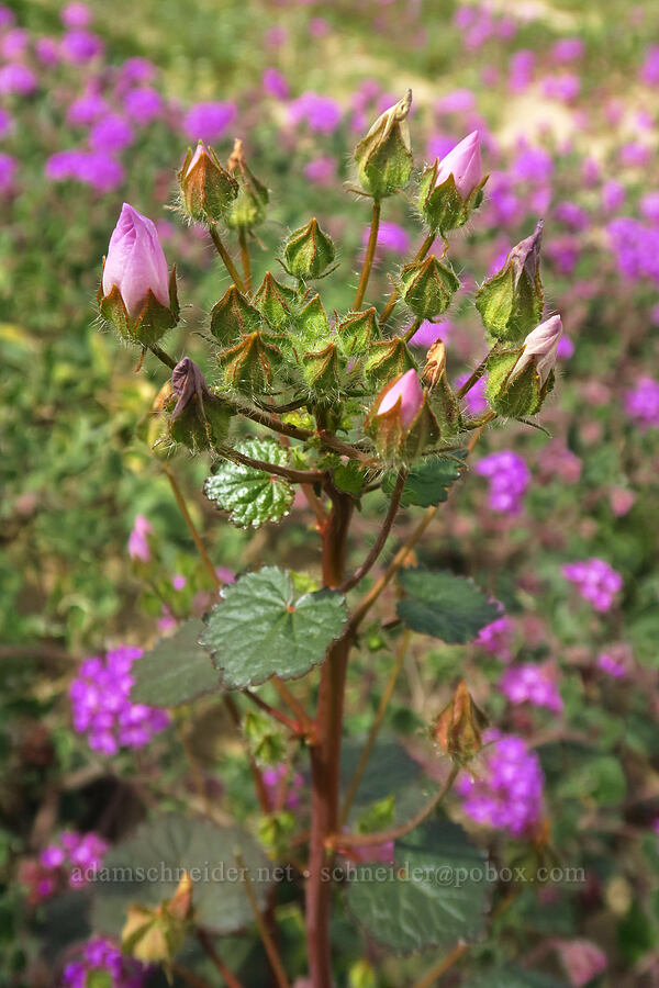 desert five-spot (budding) & sand-verbena (Eremalche rotundifolia, Abronia villosa) [south of East Butte, Ocotillo Wells SVRA, San Diego County, California]