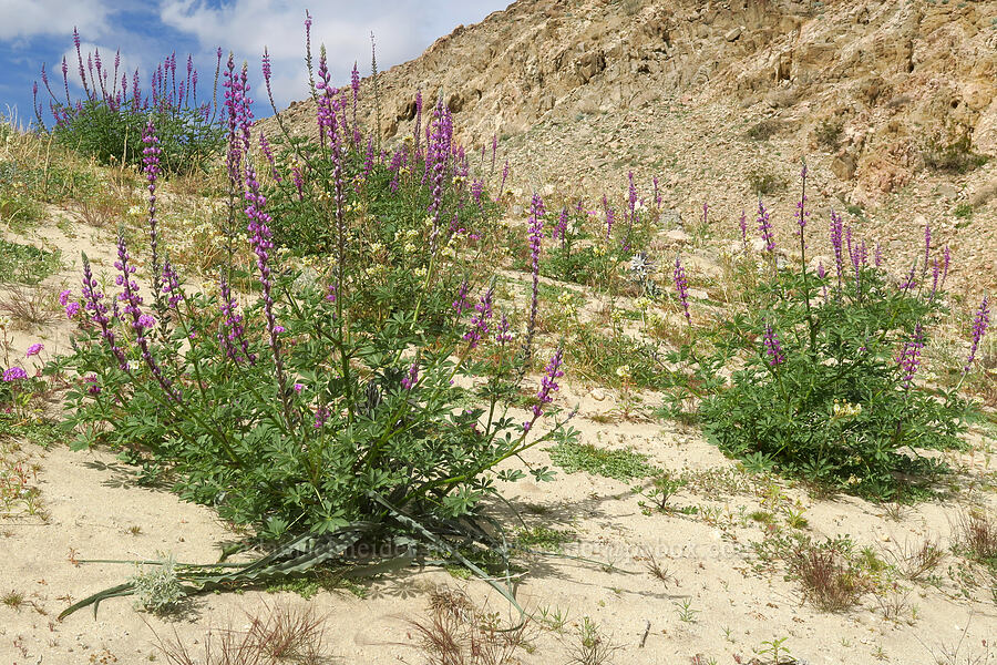 Arizona lupine (Lupinus arizonicus) [south of East Butte, Ocotillo Wells SVRA, San Diego County, California]