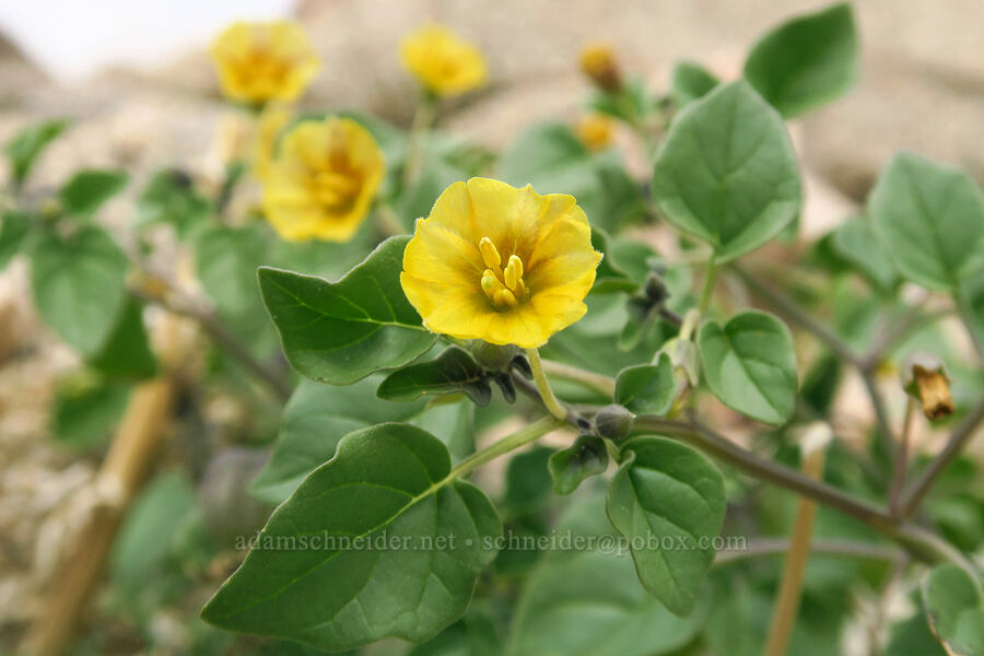 yellow nightshade ground-cherry (Physalis crassifolia) [south of East Butte, Ocotillo Wells SVRA, San Diego County, California]
