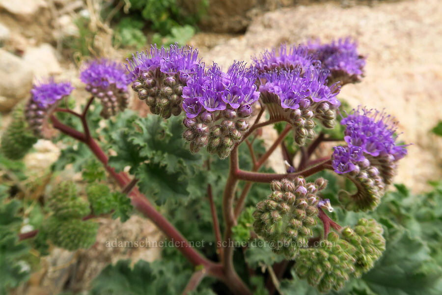 specter phacelia (Phacelia pedicellata) [south of East Butte, Ocotillo Wells SVRA, San Diego County, California]