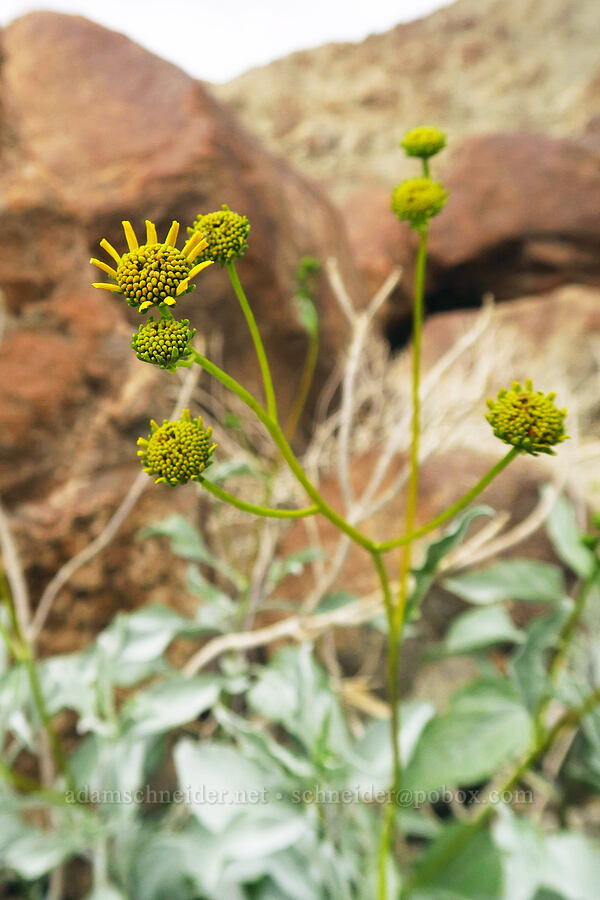 brittlebush, budding (Encelia farinosa) [south of East Butte, Ocotillo Wells SVRA, San Diego County, California]