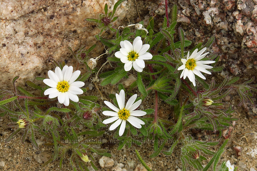 Mojave desert stars (Monoptilon bellioides) [south of East Butte, Ocotillo Wells SVRA, San Diego County, California]